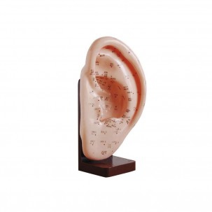 Orecchio A Sinistra Gomma Morbida 22 Cm Modelli Di Auricolopuntura Modelli In Gomma Per Agopuntura Negozio Correlato Alla Medicina Tradizionale Cinese Negozio Fisaude