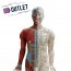 Modello anatomico corpo umano maschile cm 85 - OUTLET
