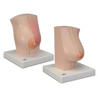 Modello anatomico del seno femminile L56. Anatomia realistica del seno per uso didattico e formativo.