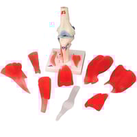 Articolazione del ginocchio (12 parti)