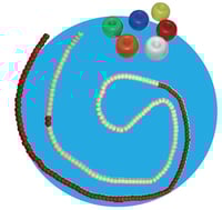 Corda corsia acquatica Roma (Donut) con corda e moschettone (25 metri)