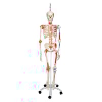 Deluxe Anatomical Skeleton Sam - Su supporto in metallo a cinque ruote