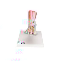 Modello di scheletro del piede con legamenti e muscoli