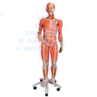 Figura umana femminile con muscoli (staccabile in 23 pezzi)