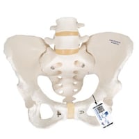 Modello anatomico dello scheletro pelvico femminile flessibile