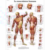 Scheda anatomica: muscolatura umana