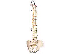 Colonna vertebrale