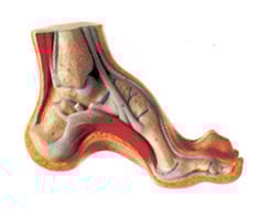 Materiale didattico per podologia Materiale didattico per podologia