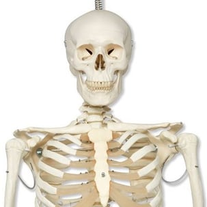 Scheletro Umano A Grandezza Naturale Con Supporto Rotelle, Modello Anatomico JVVMNJLK 180cm