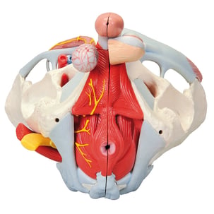 UIGJIOG Modello del Sistema Riproduttivo Maschile Mostra Una Sezione Anatomica Mediosagittale Bacino E dei Testicoli 1/2Delle Sue Dimensioni Normali Pelvico Maschile in Miniatura Insegnamento Medico