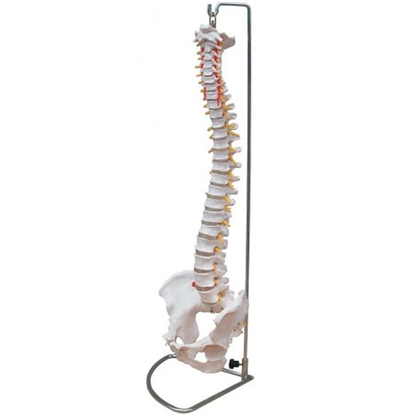 Colonna vertebrale a grandezza naturale con bacino