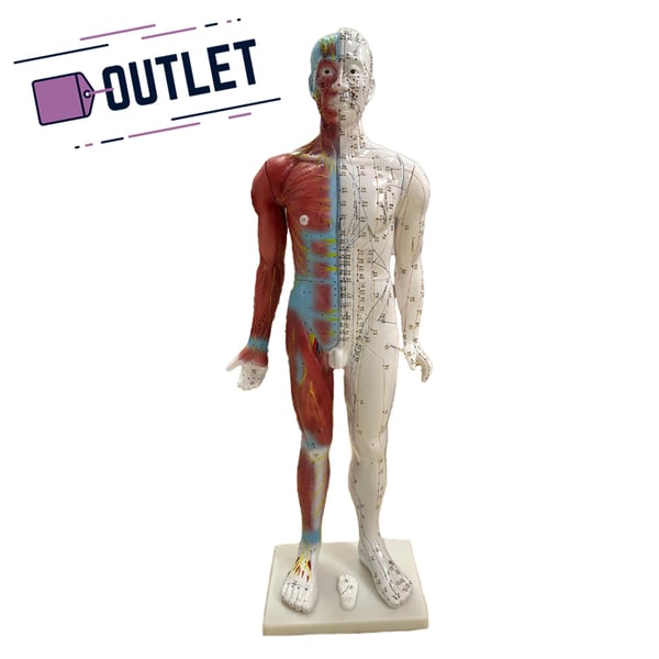 Modello anatomico corpo umano maschile cm 85 - OUTLET