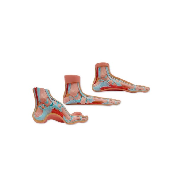 Esposizione realistica del piede (piatto, normale e cavo)