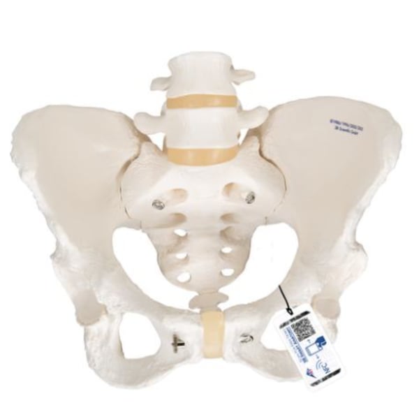 Modello anatomico dello scheletro pelvico femminile flessibile