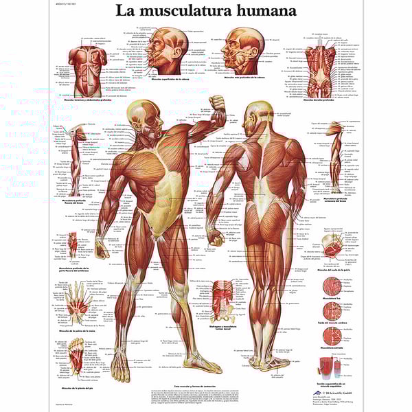 Scheda anatomica: muscolatura umana
