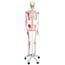 Scheletro anatomico Max: con muscoli su supporto a cinque gambe con ruote