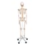 Scheletro anatomico Fred Deluxe - Scheletro flessibile su supporto a cinque gambe con ruote