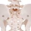 Modello anatomico dello scheletro del bacino femminile Modello anatomico dello scheletro del bacino femminile