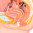 Modello anatomico del bacino femminile (Due pezzi) Modello anatomico del bacino femminile (Due pezzi)