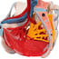 Modello anatomico del bacino femminile con legamenti, vene, nervi, pavimento pelvico e organi (sei parti)