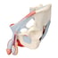 Modello anatomico del bacino maschile con legamenti, vasi, nervi, pavimento pelvico e organi (Sette parti) Modello anatomico del bacino maschile con legamenti, vasi, nervi, pavimento pelvico e organi (Sette parti)