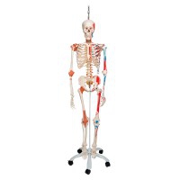 Deluxe Anatomical Skeleton Sam - Su supporto in metallo a cinque ruote