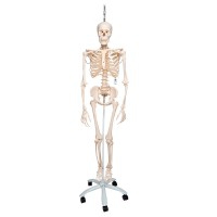 Scheletro fisiologico Phil: su supporto rotante a cinque ruote (Fisioterapia e osteopatia speciali)