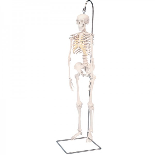 Mini scheletro completo di Shorty su supporto sospeso