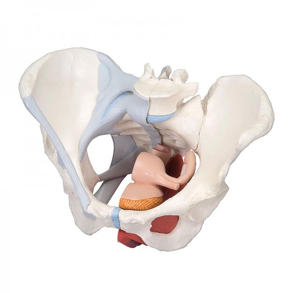 Modello anatomico del bacino femminile con legamenti e sezione centrale sagittale attraverso i muscoli del pavimento pelvico (quattro parti)