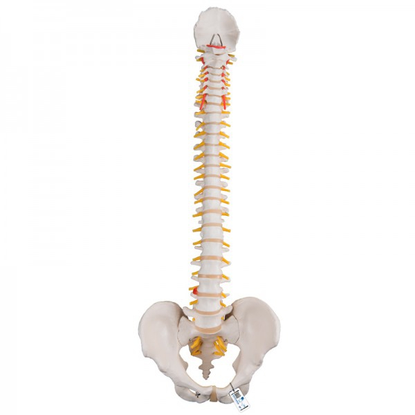 Modello flessibile della colonna vertebrale: versione classica