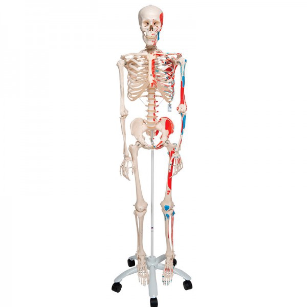 Scheletro anatomico Max: con muscoli su supporto a cinque gambe con ruote