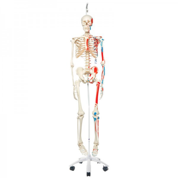 Scheletro anatomico Max: con muscoli e sospeso su supporto metallico con cinque ruote
