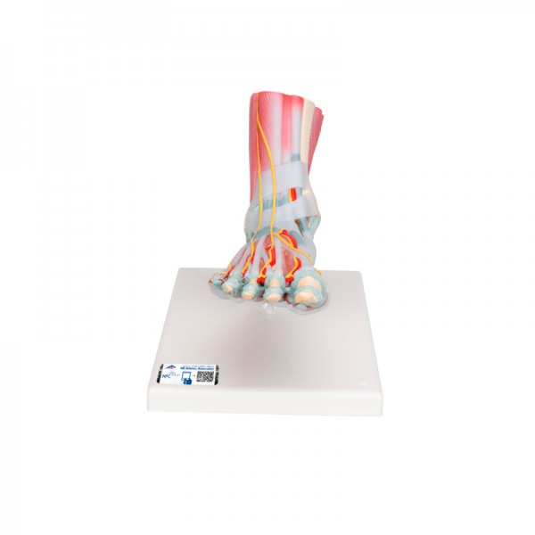 Modello di scheletro del piede con legamenti e muscoli