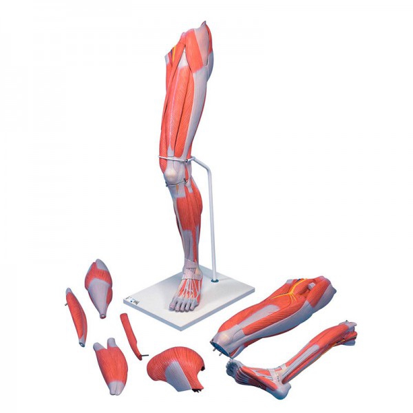 Modello di muscolo della gamba smontabile in sette pezzi diversi