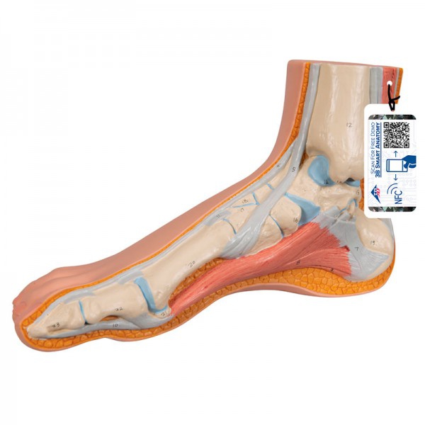 Modello realistico del piede (ideale per lo studio anatomico)