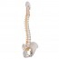 Modello flessibile della colonna vertebrale: versione classica