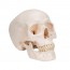 Modello classico del cranio: tre parti diverse