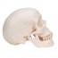 Modello classico del cranio: tre parti diverse