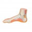 Modello realistico del piede (ideale per lo studio anatomico)