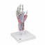 Modello di scheletro della mano con legamenti e muscoli