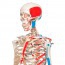 Scheletro anatomico Max: con muscoli su supporto a cinque gambe con ruote