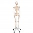 Scheletro anatomico Fred Deluxe - Scheletro flessibile su supporto a cinque gambe con ruote