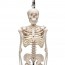 Mini scheletro completo di Shorty su supporto sospeso