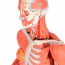 Figura di replica umana del muscolo del doppio sesso (smontata in 45 pezzi)