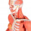 Figura umana femminile con muscoli (staccabile in 23 pezzi)