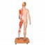 Figura umana bisessuale a corpo intero (staccabile in 39 pezzi)