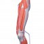 Modello di muscolo della gamba smontabile in sette pezzi diversi