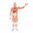 Figura umana maschile con muscoli a grandezza naturale (smontato in 37 pezzi)