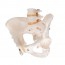 Modello anatomico dello scheletro del bacino femminile