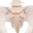 Modello anatomico dello scheletro del bacino femminile